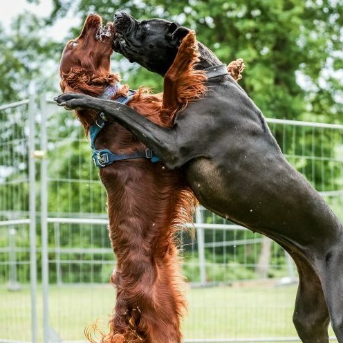 Konflikty mezi psy